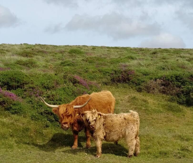 The Dairy - Quaint 1Br In Dartmoor National Park Villa Hennock Bagian luar foto